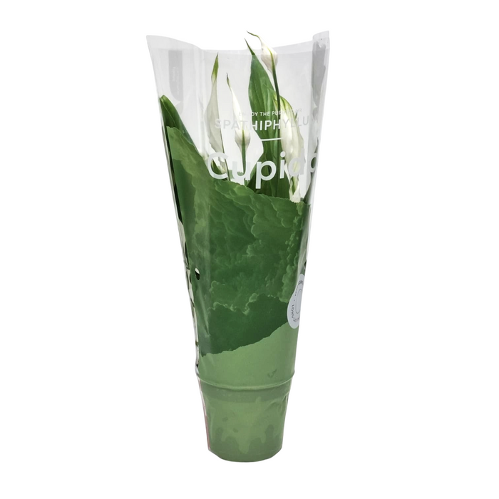 SPATHYPHYLLUM Alana 12cm