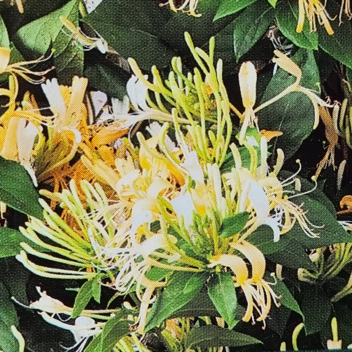 LONICERA similis variety Delavayi 3L