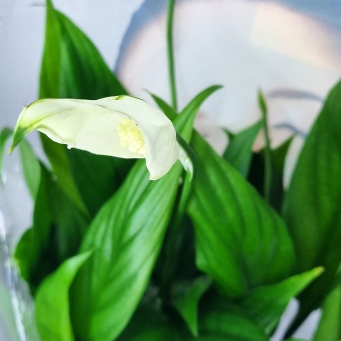 SPATHYPHYLLUM Alana 12cm
