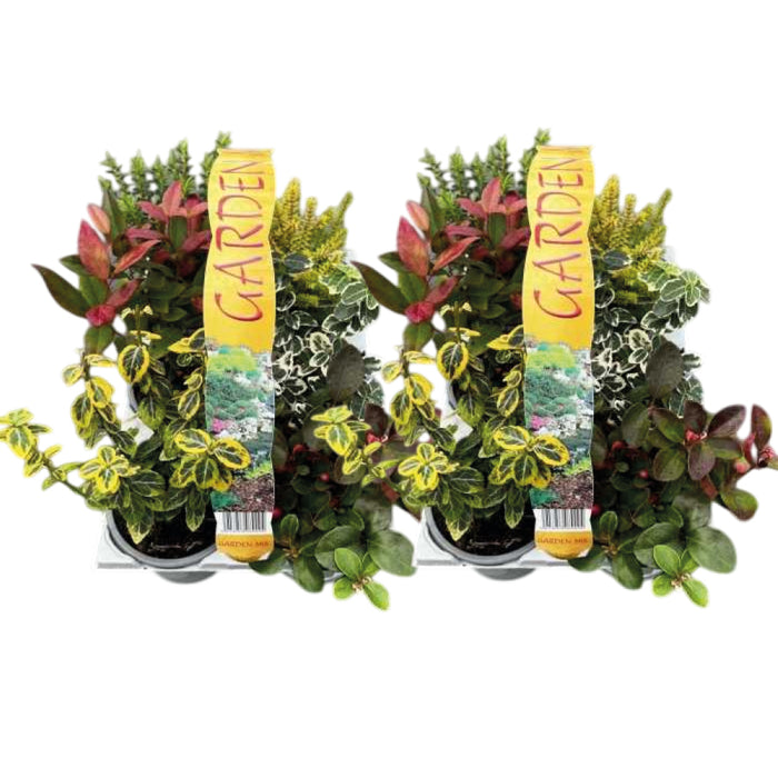 Plant Bundle A (2 x Shrub Pack)