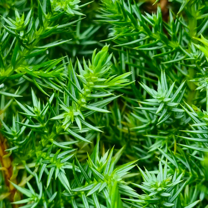 JUNIPERUS chin. 'Stricta' 2ltr