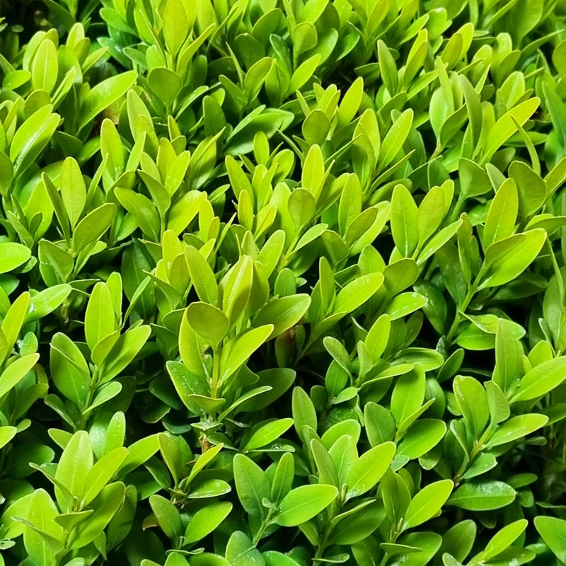 BUXUS sempervirens Ball 45/+
