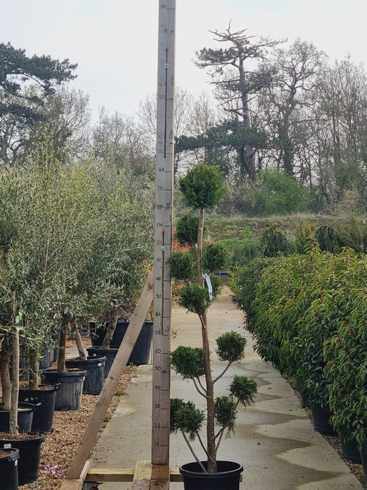 CUPRESSUS Leyl. Pon Pon 150/175