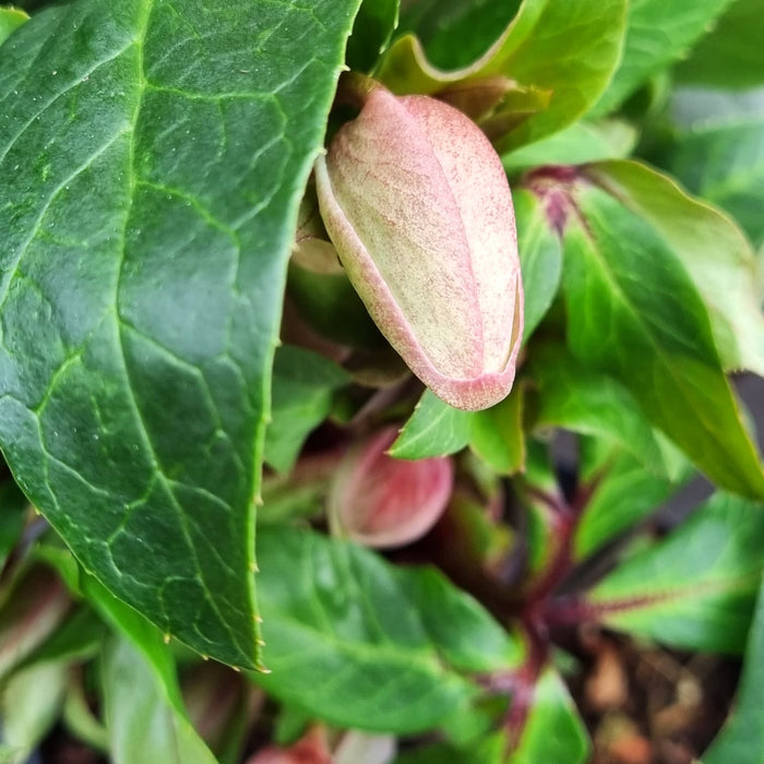 HELLEBORUS Diamonfire 2ltr
