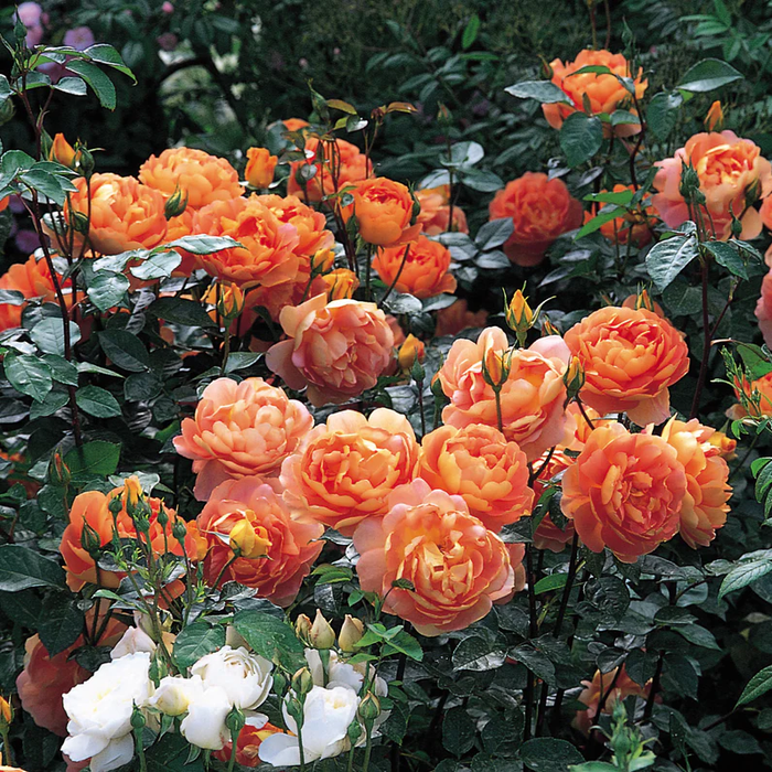 DAVID AUSTIN ROSES - Pat Austin