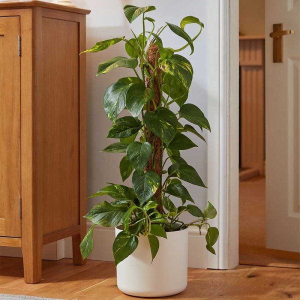 Smart Garden Coco Moss Pole 90cm