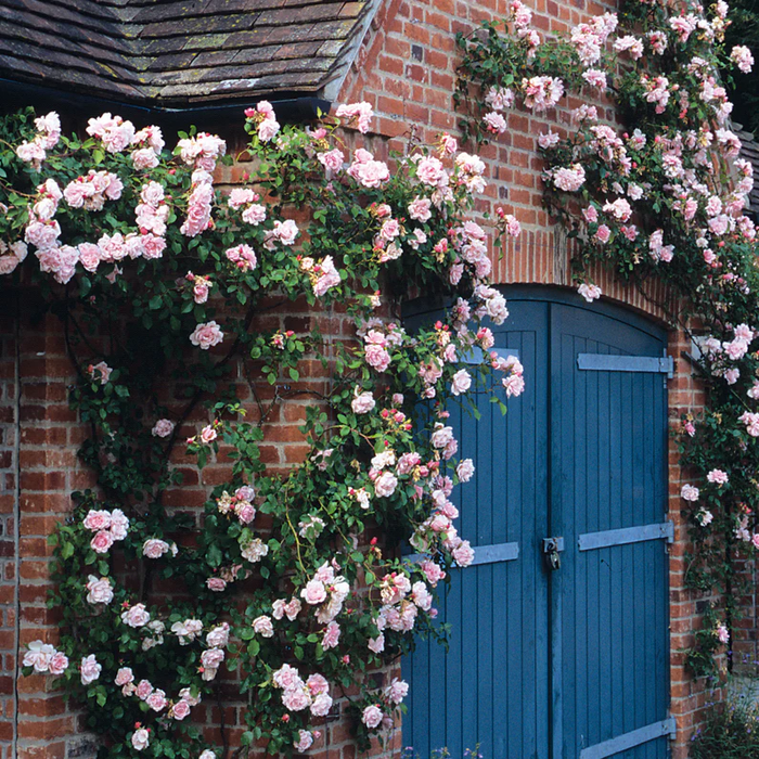 DAVID AUSTIN ROSES - Albertine