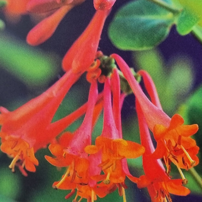 LONICERA Dropmore Scarlet 17cm