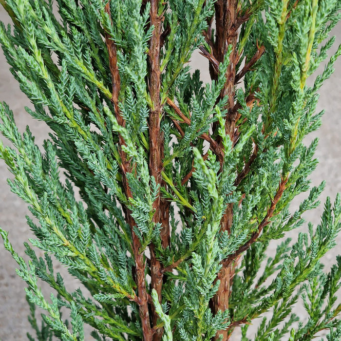Juniperus Virg. Blue Arrow 4.5L