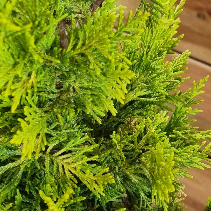 CUPRESSOCYPARIS ley. Gold Rider C9