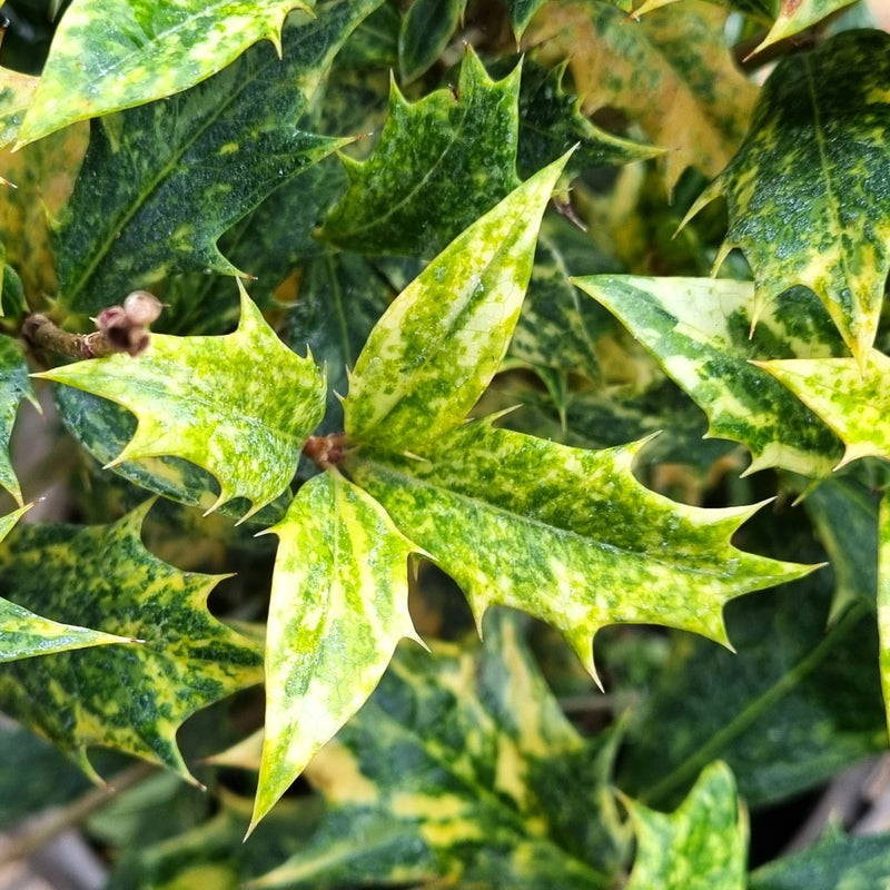 VANE OSMANTHUS  'Heterophyllus Goshiki' 18cm