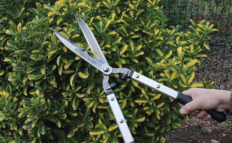 Darlac Expert Drop Forged Shear