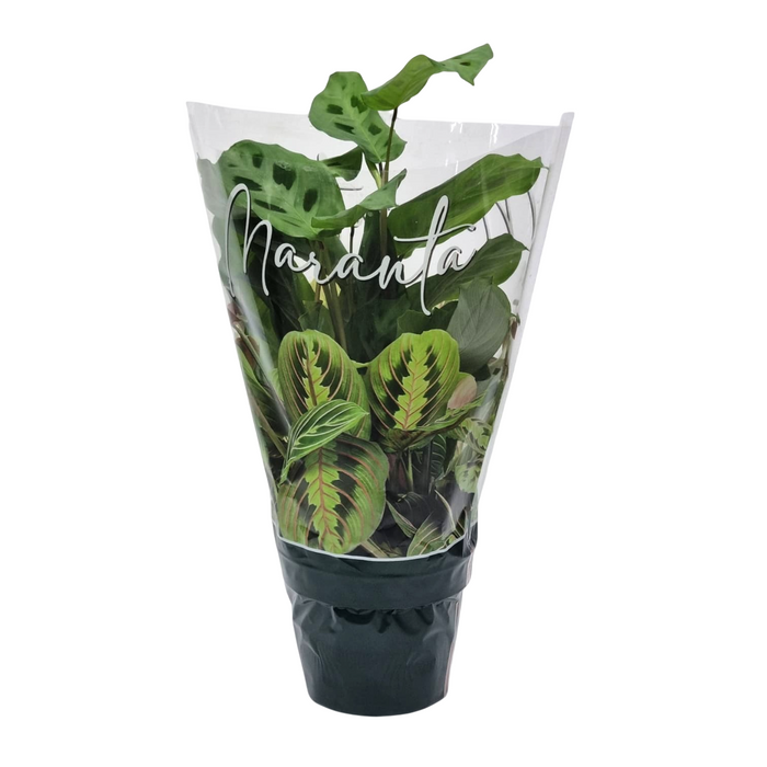 Maranta Kerchioveana