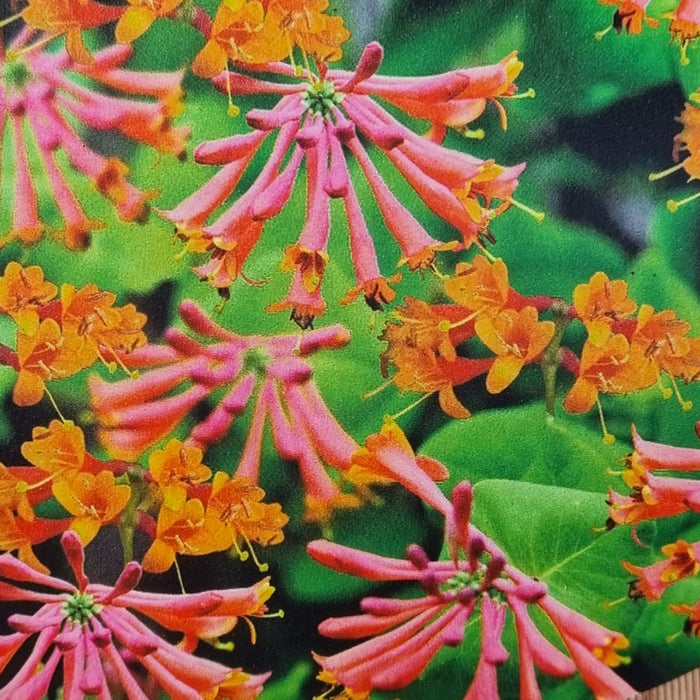 LONICERA Dropmore Scarlet 17cm