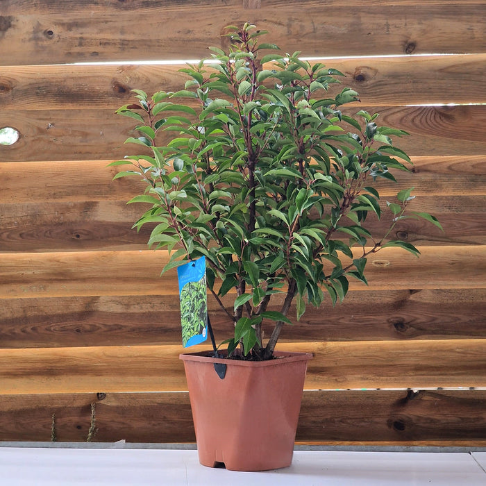 Prunus Lus. Angustifolia* 4.5L