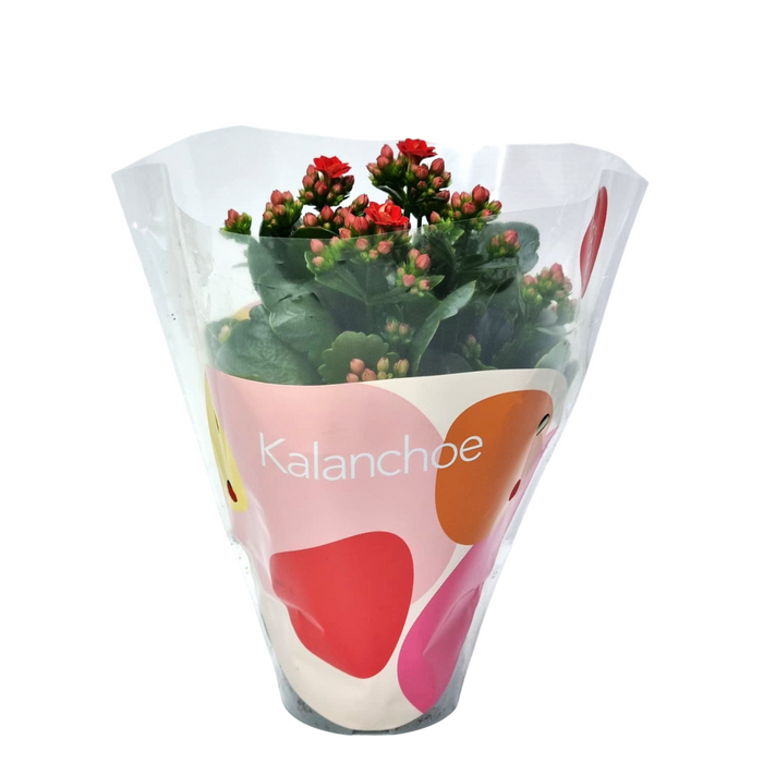 KALANCHOE Colour Splash 10cm