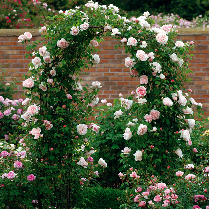 DAVID AUSTIN ROSES - St. Swithun Climbing