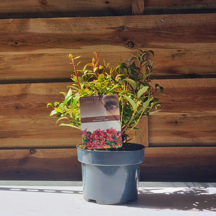 LEUCOTHOE  Simsalabim 17cm