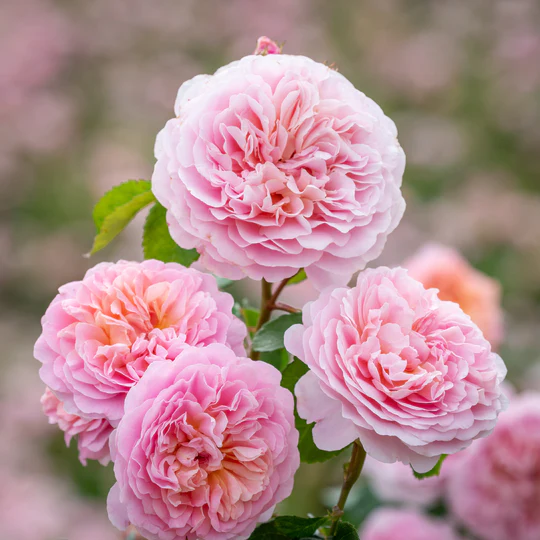 DAVID AUSTIN ROSES - Eustacia Vye