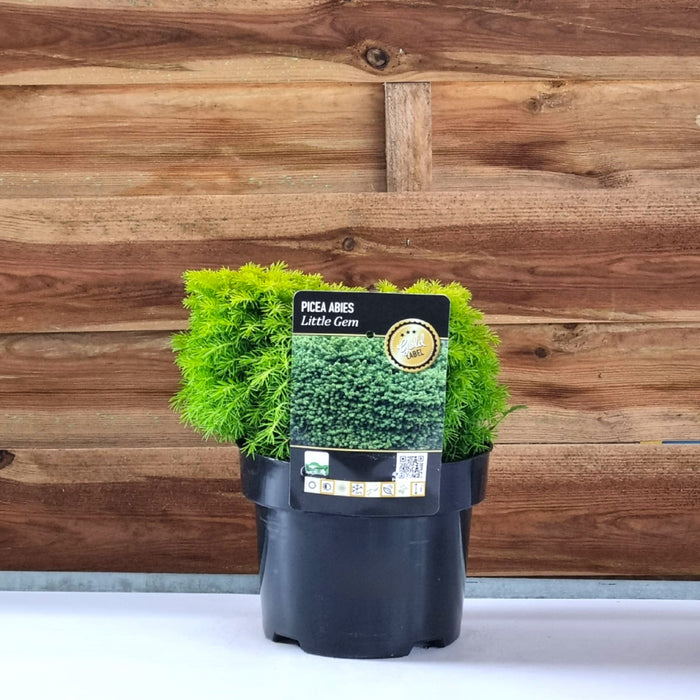 VANE PICEA  'Abies Little Gem' 17cm