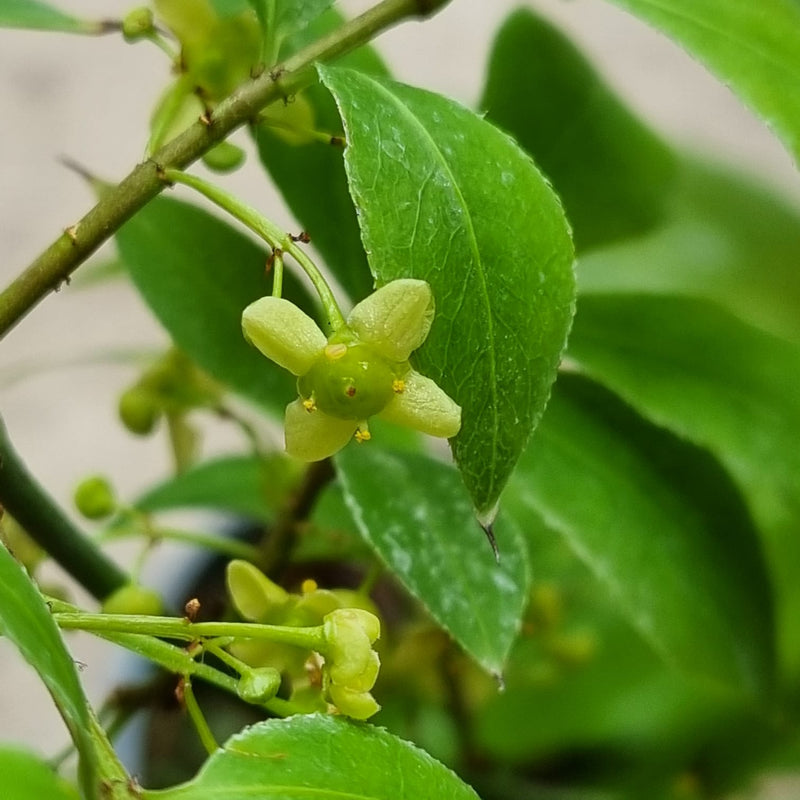 EUONYMUS alatus 17cm