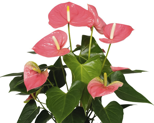 ANTHURIUM an Madural 17cm O