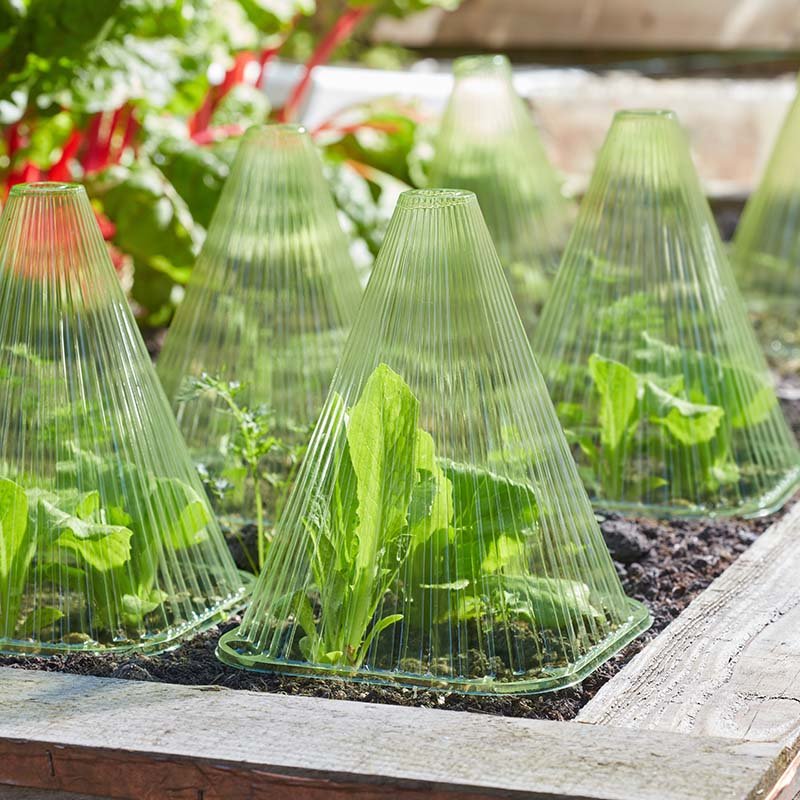 Smart Garden GroZone GroCloche 10pk