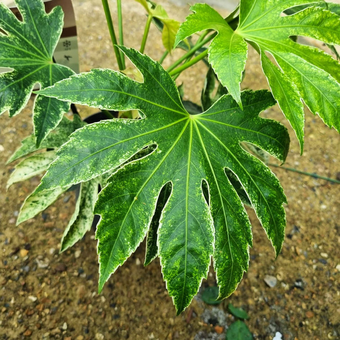 FATSIA jap. Variegata Spider Web
