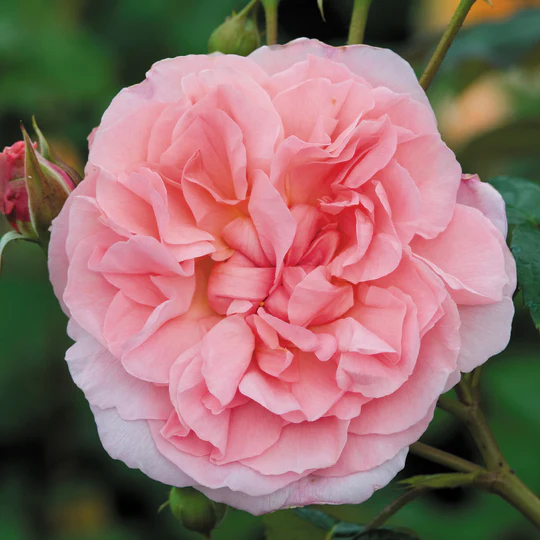 DAVID AUSTIN ROSES - Strawberry Hill 6ltr Climbing