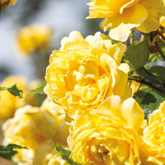 DAVID AUSTIN ROSES - The Poet's Wife