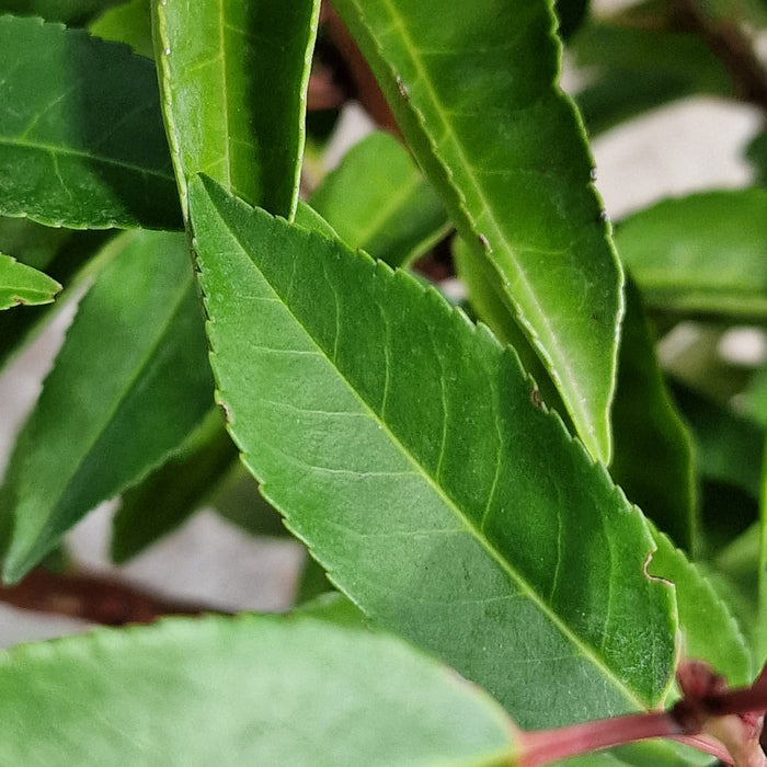 Prunus Lus. Angustifolia* 4.5L