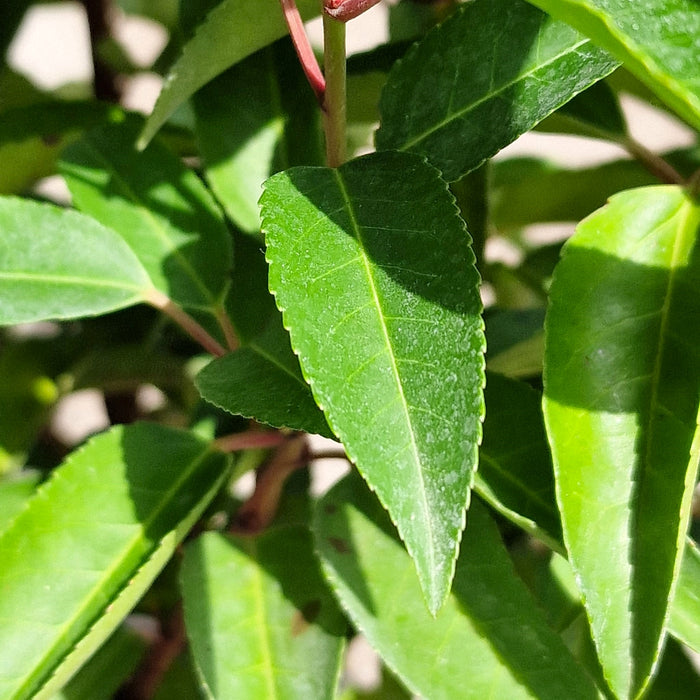 Prunus Lus. Angustifolia* 4.5L