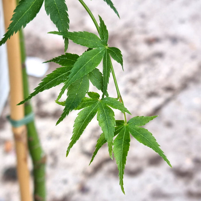 ACER 'Little Princess'