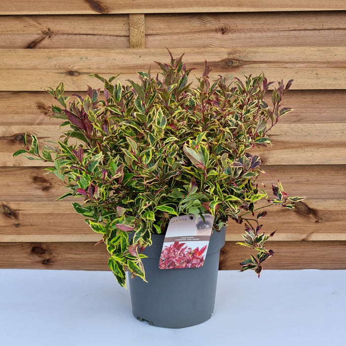 LEUCOTHOE Firestar 5ltr