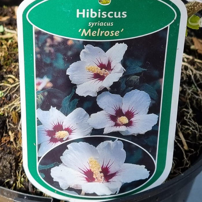 HIBISCUS syr. 'Melrose' 3ltr