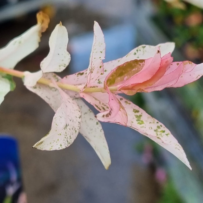 SALIX 'Flamingo' 100 Cm