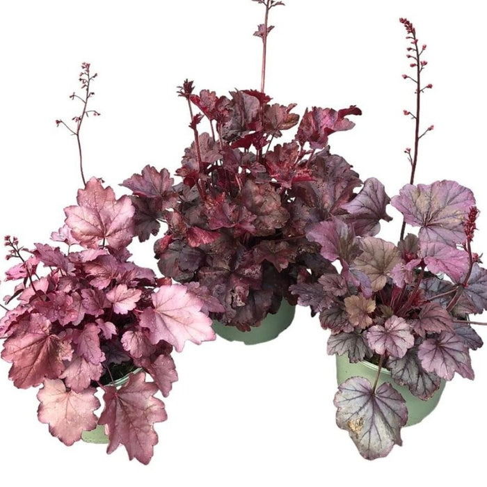 Plant Bundle G (3 x Heuchera)