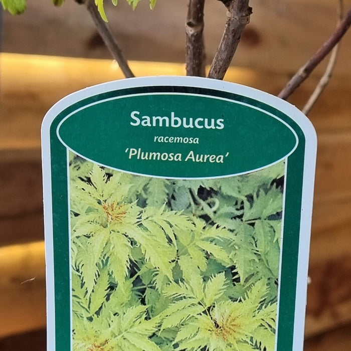 VANE SAMBUCUS  'Racemosa Plumosa Aurea' 19cm