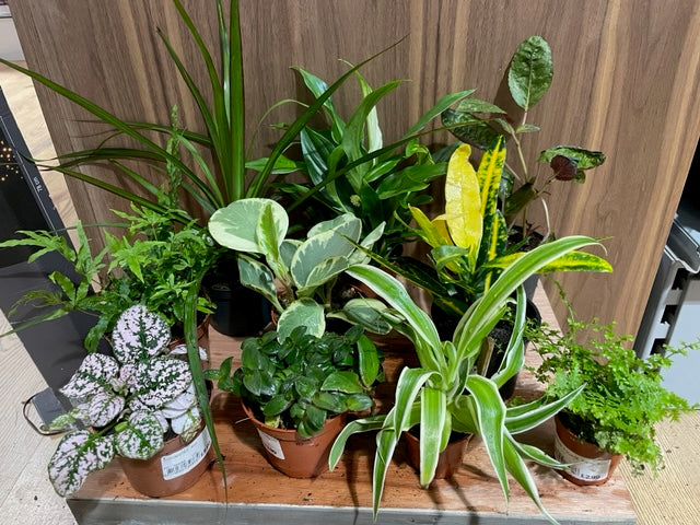 Houseplant Bundle E (10 x Assorted Foliage Plants 6-9cm)