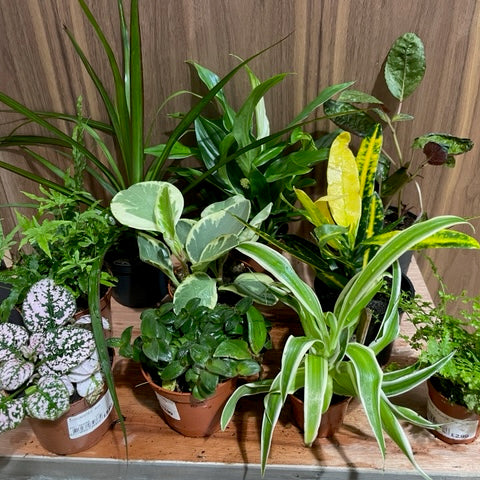 Houseplant Bundle E (10 x Assorted Foliage Plants 6-9cm)