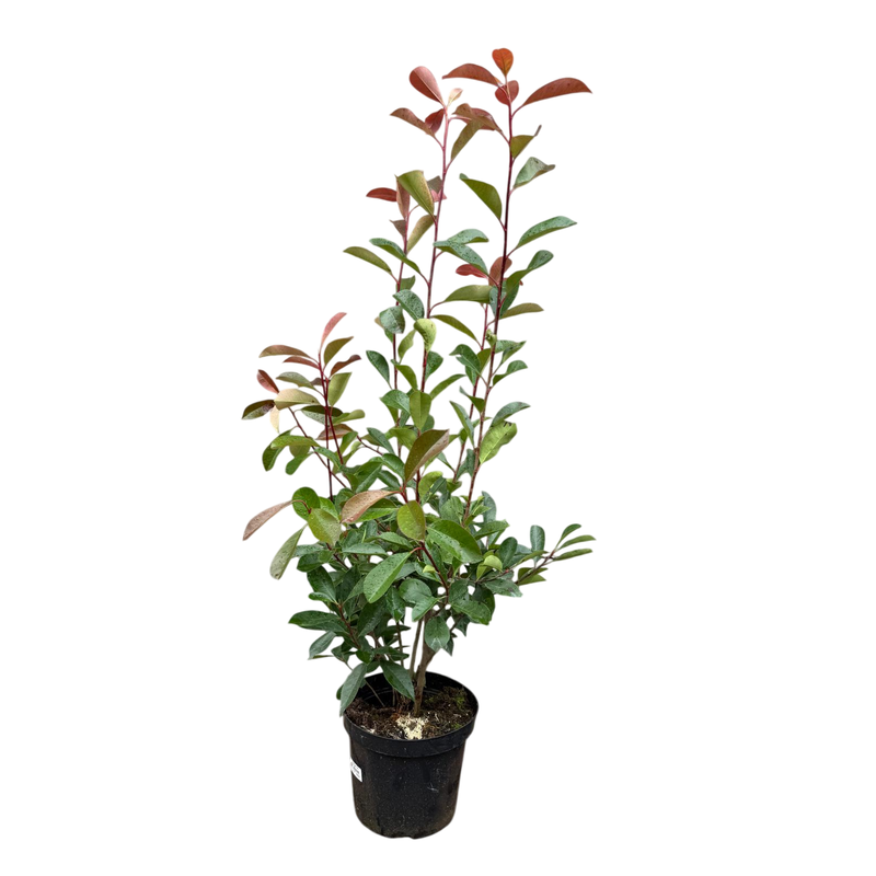 PHOTINIA fraseri 'Carre Rouge' 10ltr