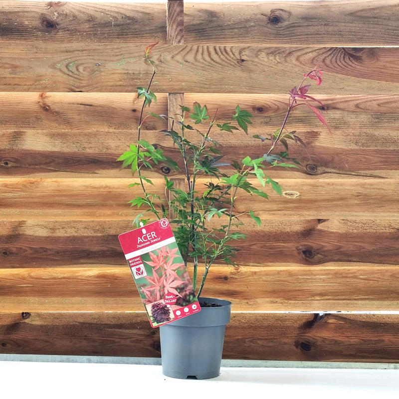 ACER Atropurpureum C2