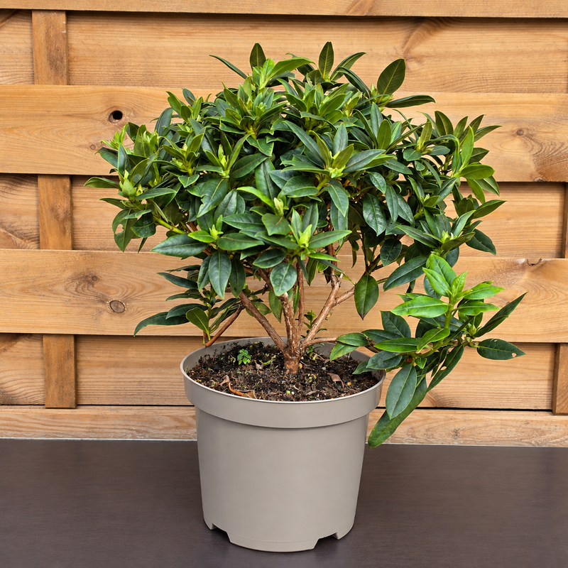 RHODODENDRON Dwarf Mix 30/35 19cm