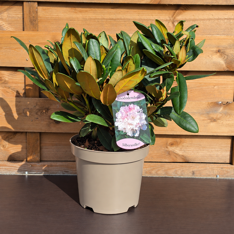 RHODODENDRON Dwarf Mix 30/35 19cm
