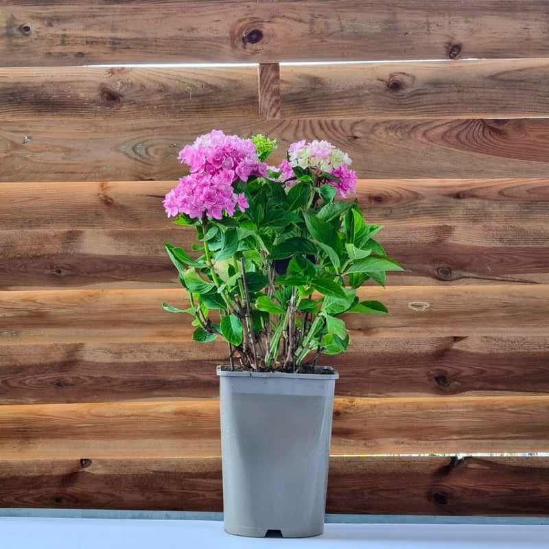 HYDRANGEA Unique Star 5l