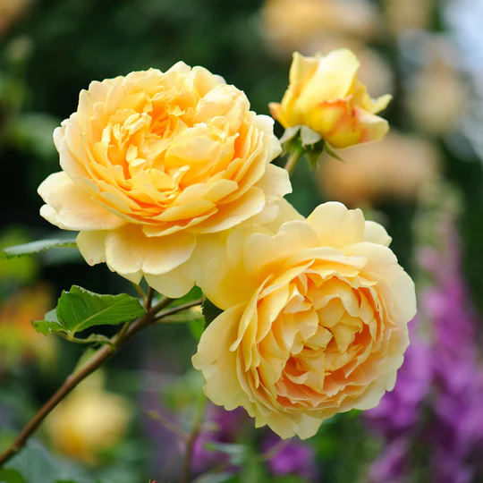 DAVID AUSTIN ROSES -  Golden Celebration