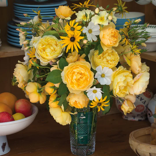 DAVID AUSTIN ROSES - Charles Darwin