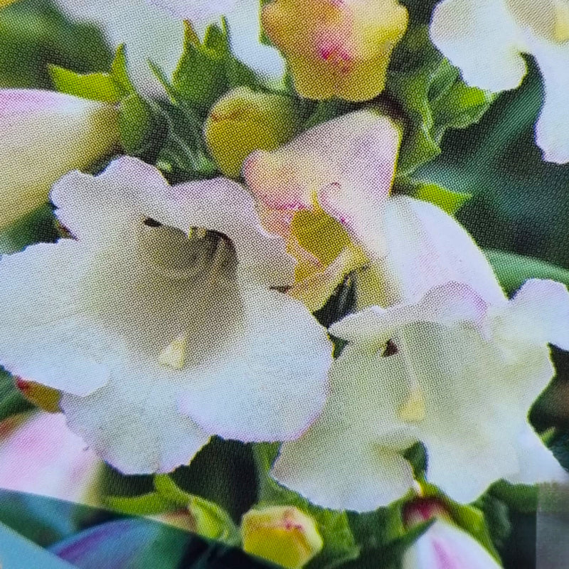 PENSTEMON Arabesque Appleblossom 2ltr