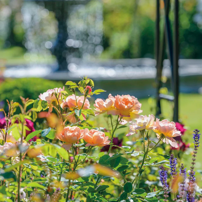 DAVID AUSTIN ROSES - The Lark Ascending