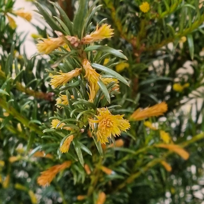 TAXUS baccata bush 100cm P26